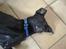 Blanding af racer Julius Von basse "Basse" - Hr. Hug tand.