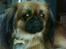 Blanding af racer Gizmo