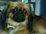Blanding af racer Gizmo