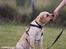 Labrador retriever Tvebak  R.I.P.
