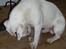 Bullterrier ALF  R.I.P savner dig ven - hvor længe skal jeg kigge på det slik