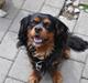 Cavalier king charles spaniel - Vildas Max