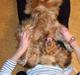 Cocker spaniel Zeus