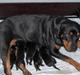 Rottweiler Freja 