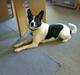 Blanding af racer Himmelhund Charlie 