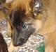 Belgisk hyrdehund Chitto'snmukkeste tæve.