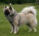 Eurasier Brilliant Boss