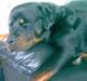 Rottweiler Christoff R.I.P