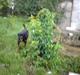 Rottweiler wappe