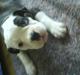 Olde english bulldogge Ørsteds Asta*Himmelhund*