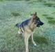 Schæferhund Gonzo (forældres)