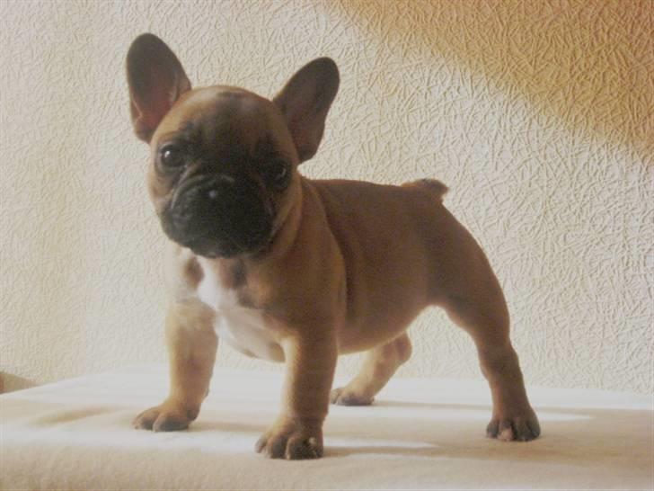 Fransk bulldog Anna - ca. 6 uger billede 1