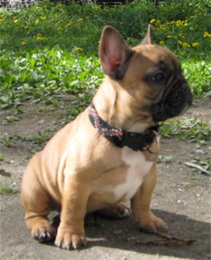 Fransk bulldog Anna - c. 8 uger billede 2