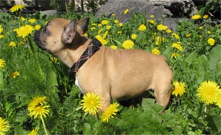 Fransk bulldog Anna - Udendørs for 1. gang i Rusland billede 3