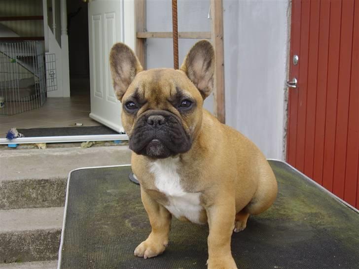 Fransk bulldog Anna - ca. 4½ måned.  billede 5
