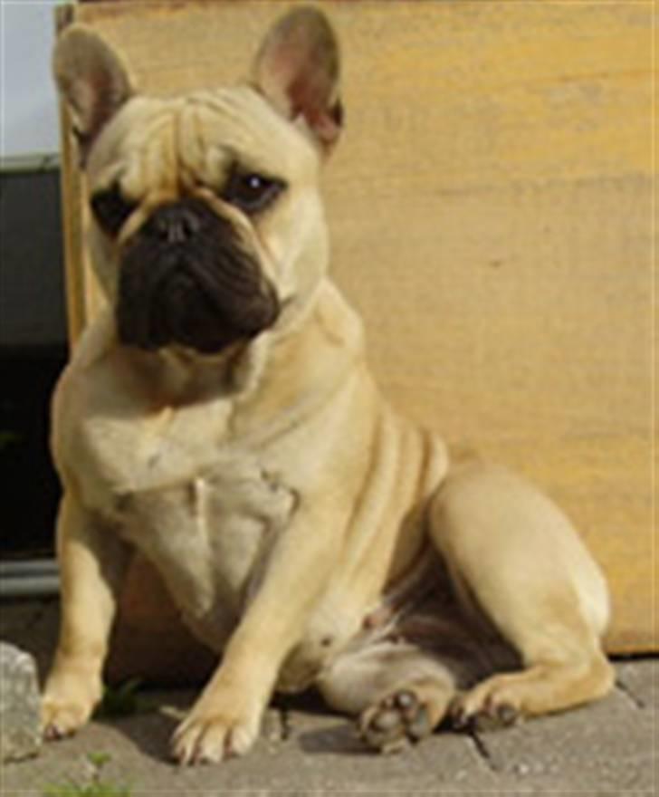 Fransk bulldog GIGI       *R.I.P.* - Større, men stadig smuk billede 10