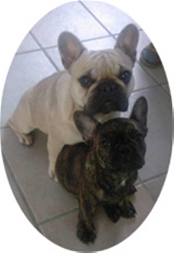 Fransk bulldog GIGI       *R.I.P.* - Gigi og Phister billede 11