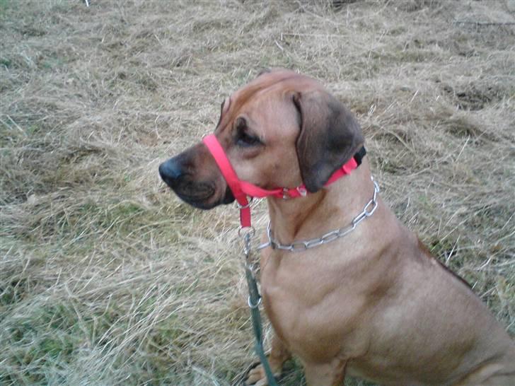 Rhodesian ridgeback Monomotabas Ruby Cabernet - Hvor blev fuglen af ? billede 18