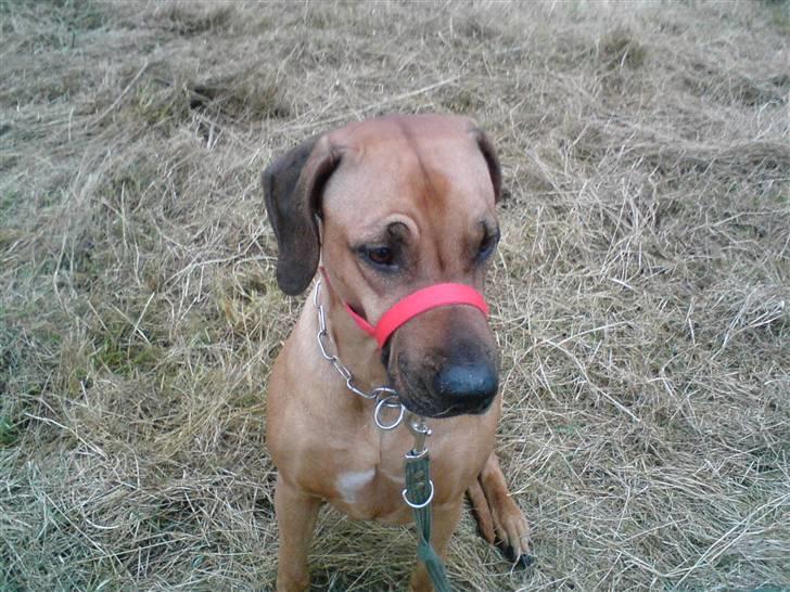 Rhodesian ridgeback Monomotabas Ruby Cabernet - Kom frit frem! billede 19