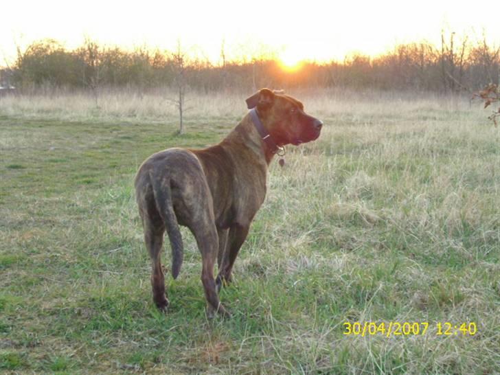 Amerikansk staffordshire terrier Lucky billede 7