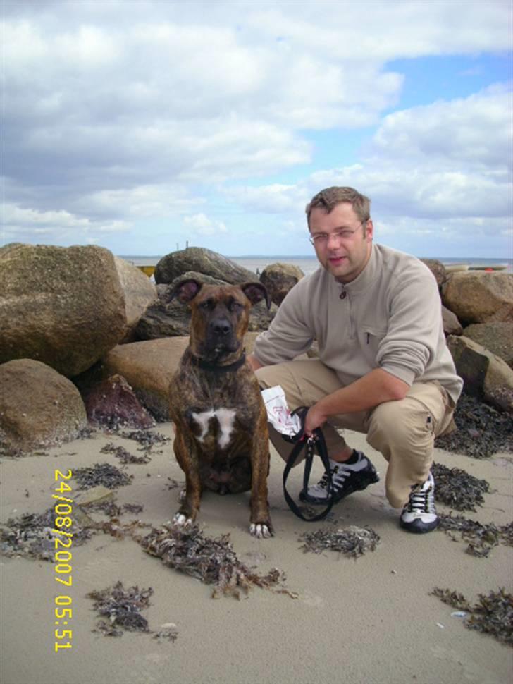 Amerikansk staffordshire terrier Lucky billede 8