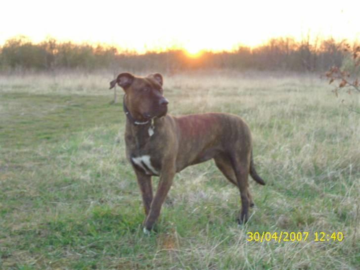 Amerikansk staffordshire terrier Lucky billede 9