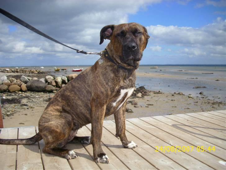 Amerikansk staffordshire terrier Lucky billede 10