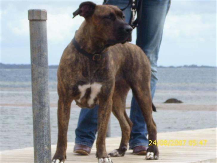 Amerikansk staffordshire terrier Lucky billede 11