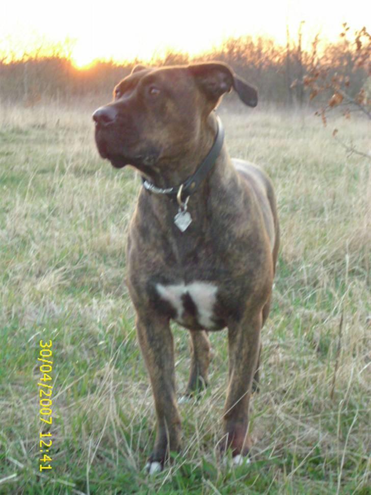 Amerikansk staffordshire terrier Lucky billede 12