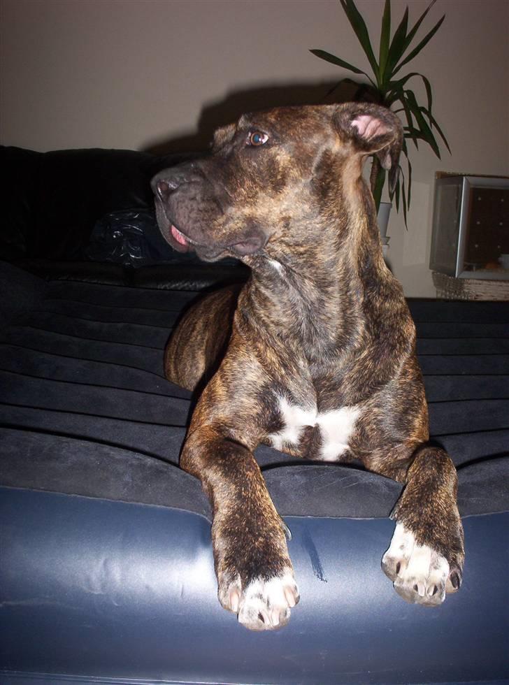 Amerikansk staffordshire terrier Lucky - Hvad? billede 13