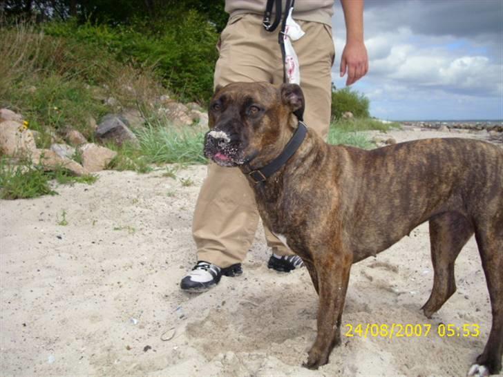 Amerikansk staffordshire terrier Lucky - Kys til far billede 14