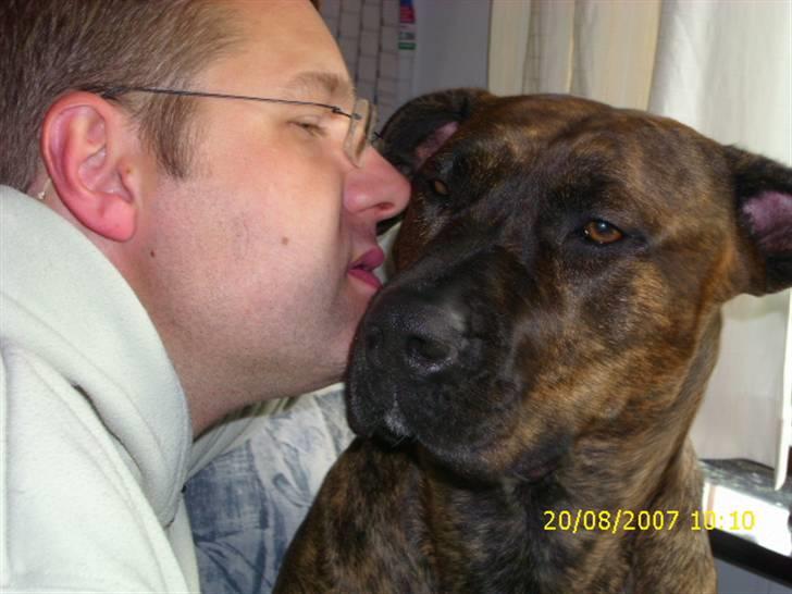 Amerikansk staffordshire terrier Lucky - Hej mor! billede 15