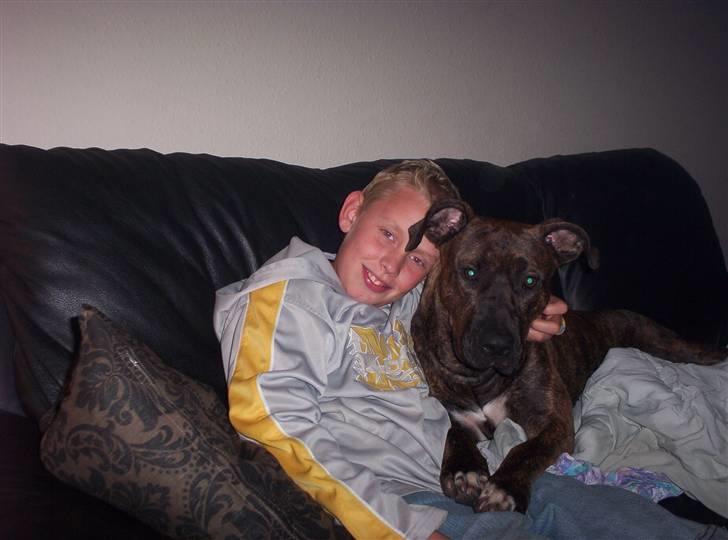 Amerikansk staffordshire terrier Lucky - Lucky og Eml hygger. billede 16