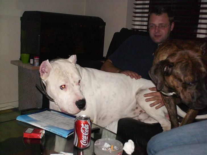 Amerikansk staffordshire terrier Lucky - Vi laver ikke ballede.. billede 17