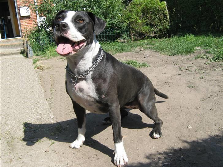 Blanding af racer Amstaff/bullterrier Freja - kast bolden! kast bolden! kast bolden! kast bolden! kast bolden! kast bolden! billede 9