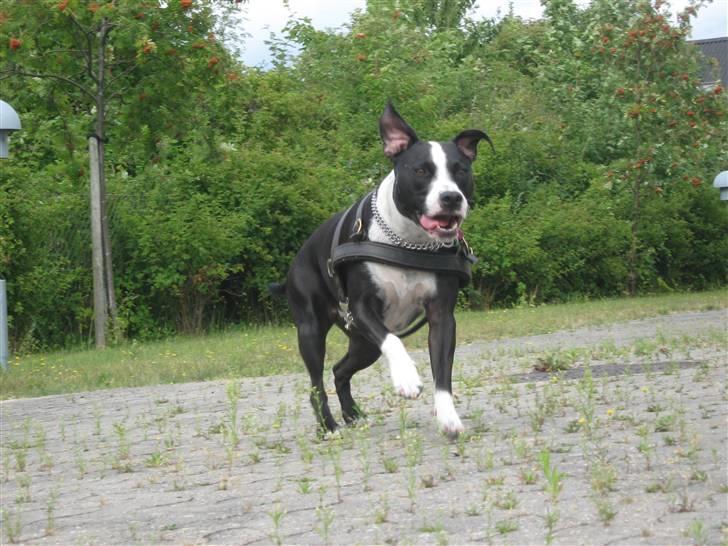 Blanding af racer Amstaff/bullterrier Freja - Huhej Freja elsker at løbe :) billede 10
