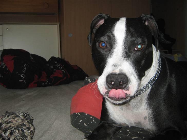 Blanding af racer Amstaff/bullterrier Freja - jeg er en frækkert - se selv BLEAH :P billede 11