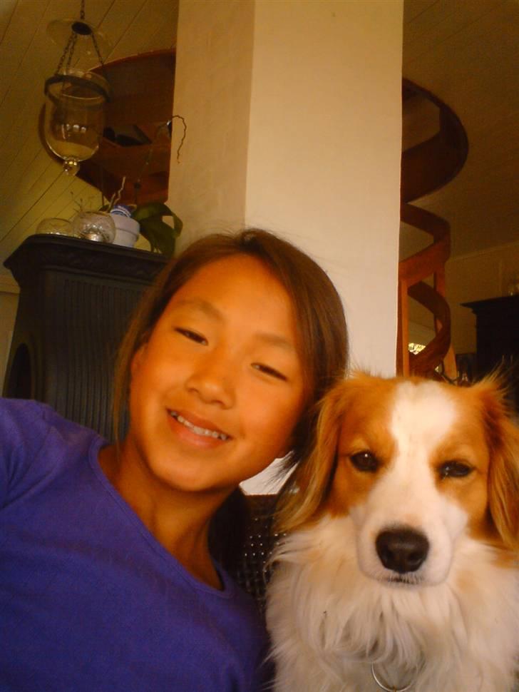 Kooikerhondje Robin billede 10