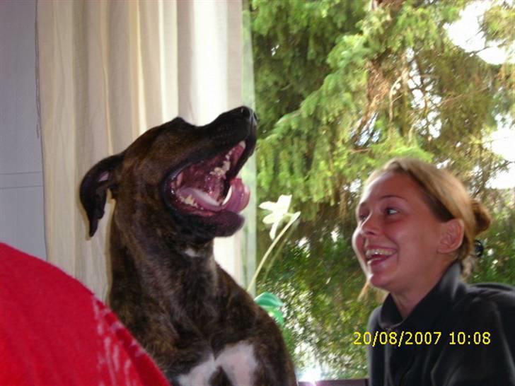 Amerikansk staffordshire terrier Lucky - Lucky og Vato leger billede 18