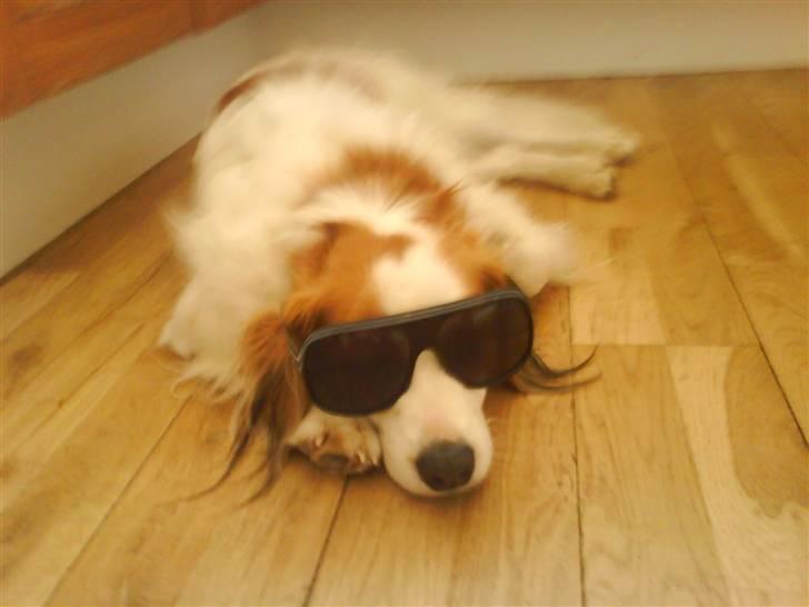 Kooikerhondje Robin billede 11