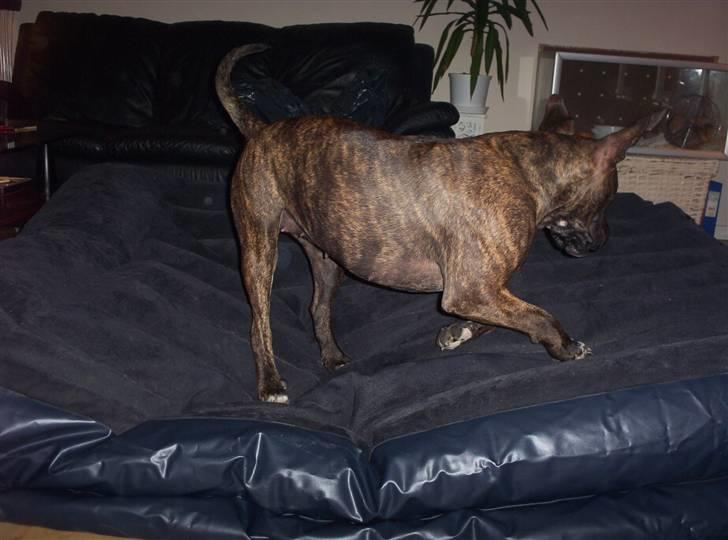 Amerikansk staffordshire terrier Lucky - Indendørs hoppeborg for hunde:-) billede 19