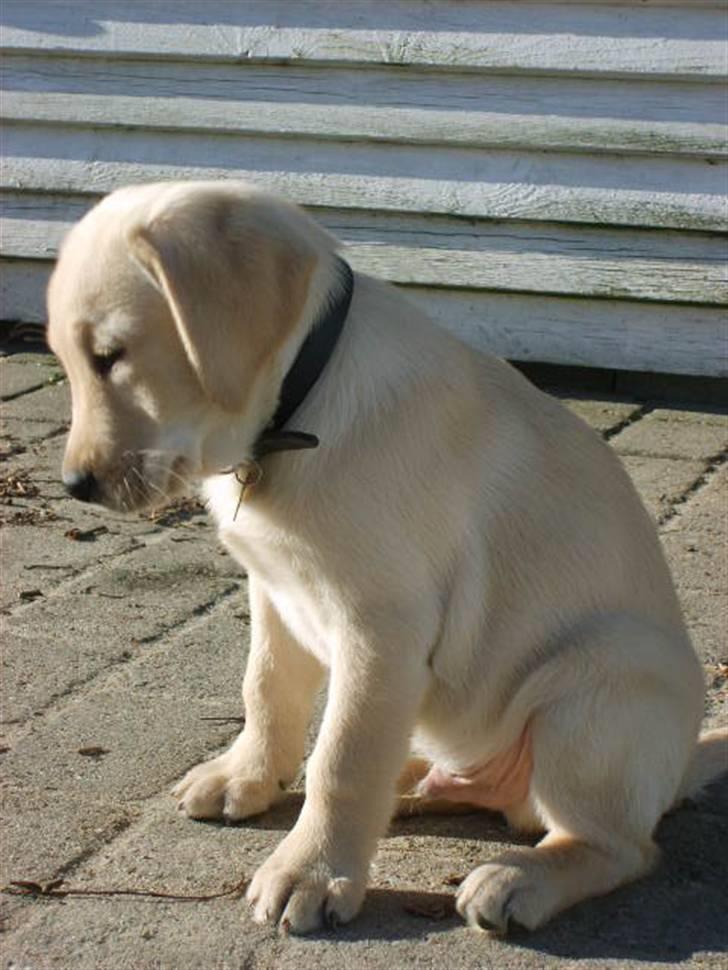 Labrador retriever Vaks - ejhhh... det ser farlig ud :/ billede 1