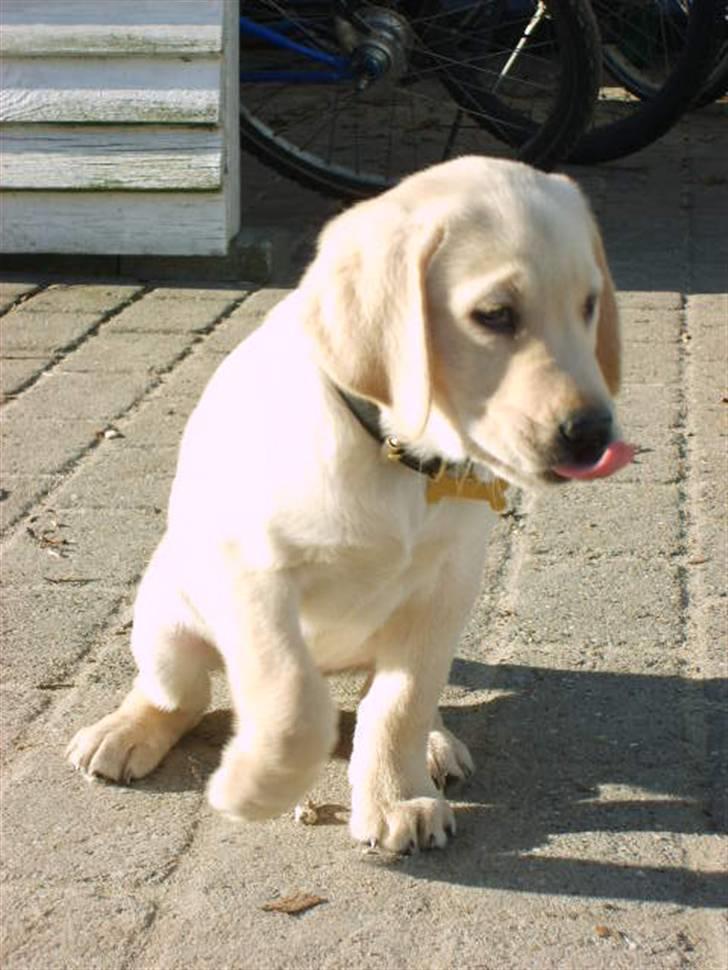 Labrador retriever Vaks - hvad er det??  det ser lækkert ud (: billede 3