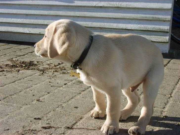Labrador retriever Vaks - hvor er i henne ?? billede 4