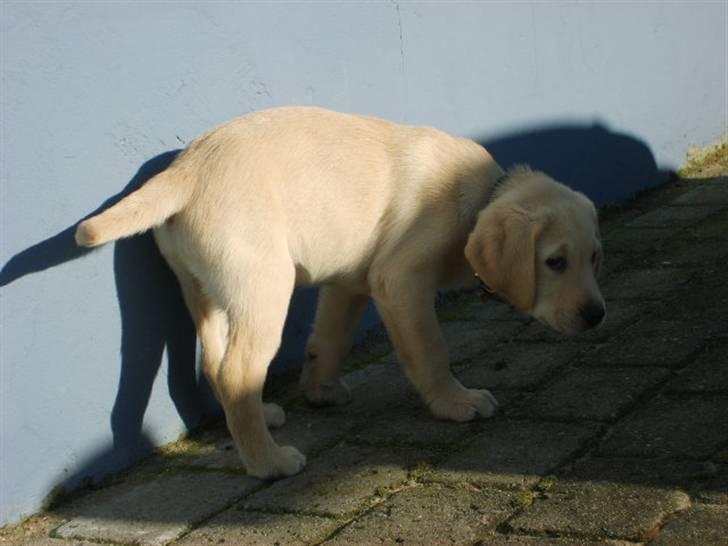 Labrador retriever Vaks - Hvor blev katten af?? billede 5