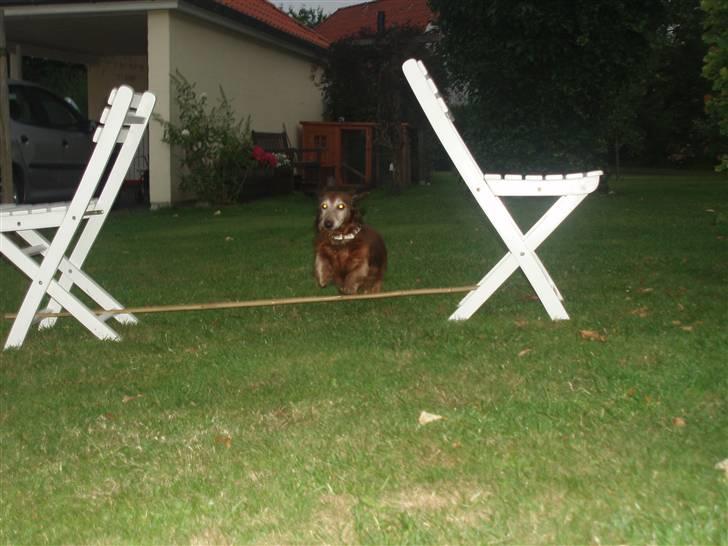 Dværggravhund Heiko RIP - JAAA!!!!!! jeg kunne jeg kunne  billede 11