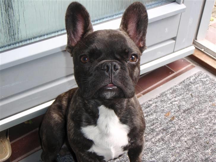 Fransk bulldog Bonzo RIP d. 7.4.10... billede 13