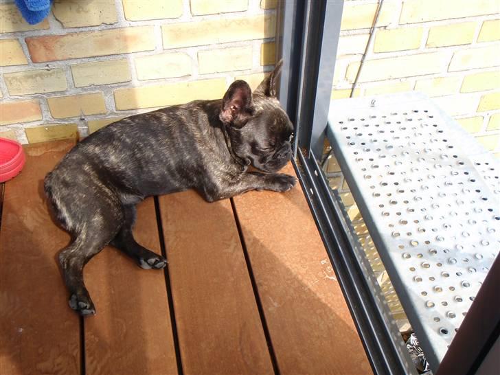 Fransk bulldog Bonzo RIP d. 7.4.10... - en lur på altanen billede 14