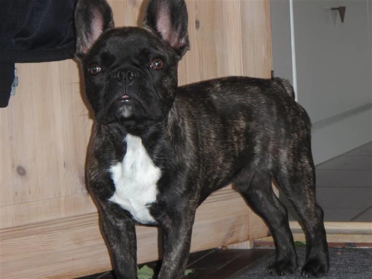 Fransk bulldog Bonzo RIP d. 7.4.10... billede 15