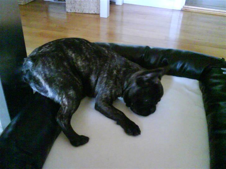 Fransk bulldog Bonzo RIP d. 7.4.10... - Bonzo har fået ny kurv og er i fuld gang med at afprøve den. hihi billede 16